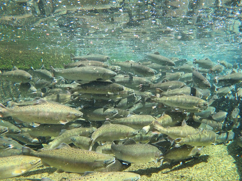 【丸々一尾！】宮崎県産ヤマメ 約500g～800g×6尾入【冷蔵便でお届け】