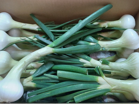 淡路島産 自然栽培「葉付き玉ねぎ」(約10本)【2020年度オーガニックエコフェスタたまねぎ部門最優秀受賞／期間限定／不揃い】