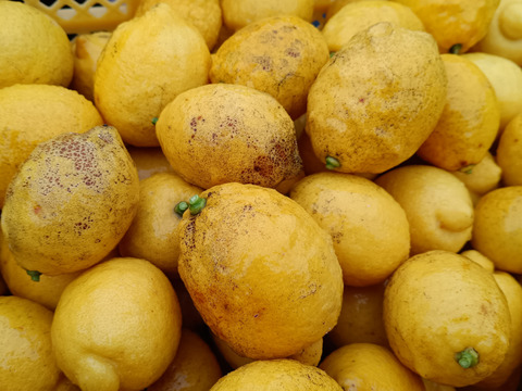 果汁4kg【果汁用】【訳あり】【完熟】【栽培期間中農薬不使用】大崎上島レモン4㎏