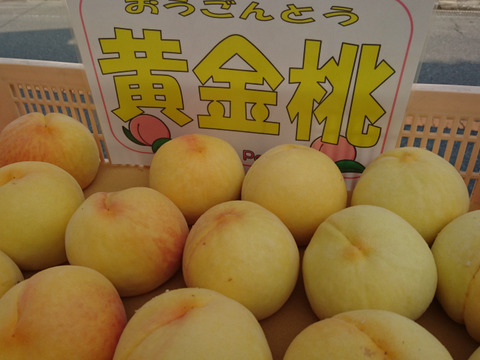 ８月上旬予定 山梨県産 黄金桃 ４ｋｇ 本州専用 山梨県産 食べチョク 農家 漁師の産直ネット通販 旬の食材を生産者直送