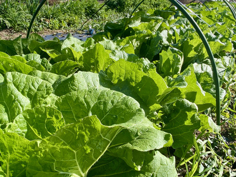【自然栽培🍀固定種白菜約１kg１〜２個】お漬物や鍋物は勿論、サラダでも美味しい🎶肥料も水も与えずに育てました