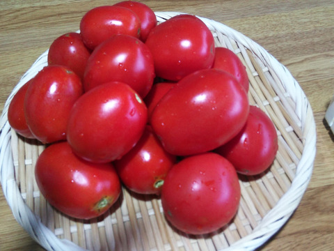 夏トマト。種の販売がなくなった貴重な高リコピントマト　すずこま1㎏　冷蔵便