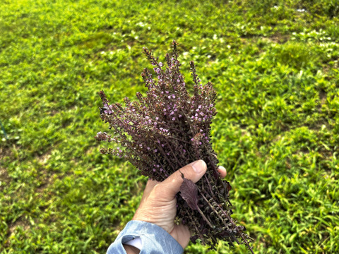 【自然栽培🍀自家採種 】赤しその実５０g・美味しい簡単レシピ付き