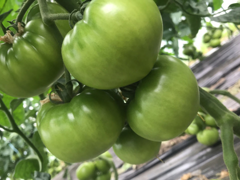 お得！まるまるトマト2キロ〜3キロ弱