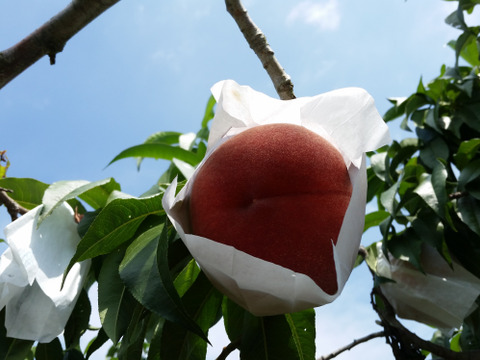 朝採り桃 3kg（夢みずき・あかつき・なつっこ）7～9個