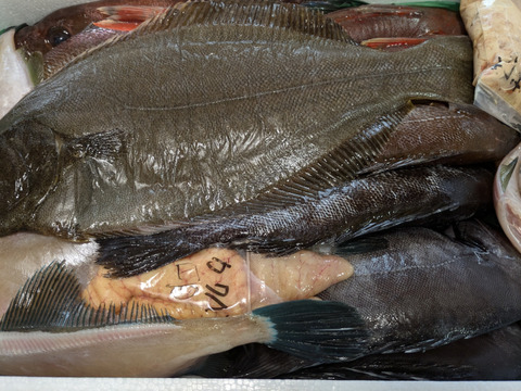 午前中水揚げ【未利用魚🐟】丁寧に下処理し当日発送！7月まで！