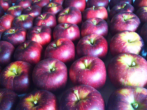 信州りんご🍎パック入り