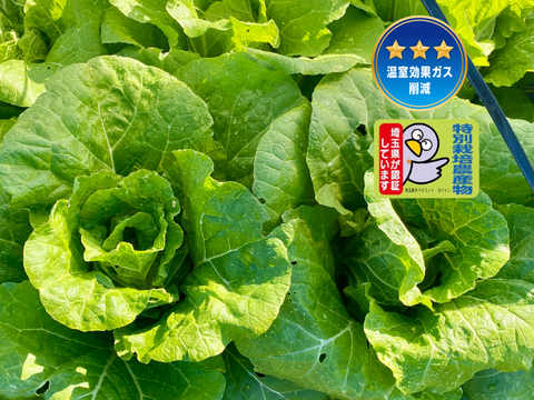 【自然栽培🍀固定種ミニ白菜約3kg2〜4個】煮ても漬けても柔らか甘い！サラダでも美味しい🎶肥料も水も与えずに育てました