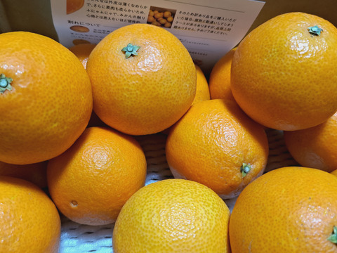 【訳あり】そらまどんな 天空の果樹園 愛媛産まどんな 3kg