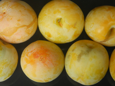 味と香りが自慢のすもも　彩の姫（小）　約2.5Kg ご家庭用