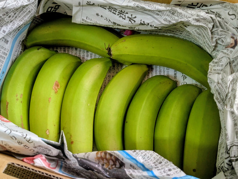 沖縄からの贈り物　台湾系島バナナ1㎏【農薬・除草剤・化学肥料不使用】