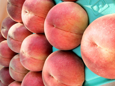 暁星 桃 加工用 10kg 暁星 桃 加工用 10kg 暁星 桃 加工用 10kg 楽天市場】桃 暁星の通販