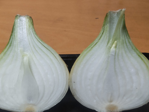 《数量限定！お買い得》【淡路島産】 甘くて美味しい新玉ねぎ 5kg （Sサイズ約40個）