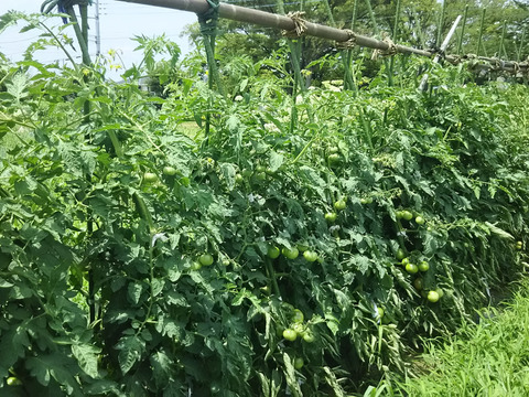 難あり❗トマトソース用🍅🍅🍅【数量限定❗❗】旬のトマト約３㎏🍅🍅🍅 ばぁばのモノスゴイ野菜😋