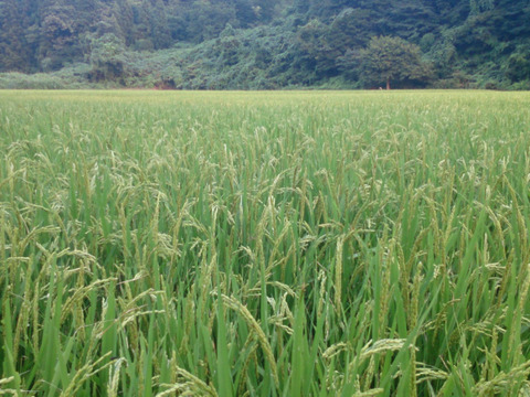 【新米】玄米10キロ。沢水で育てた秋田県産あきたこまち。
【令和5年度産】農薬を節減して栽培しております。