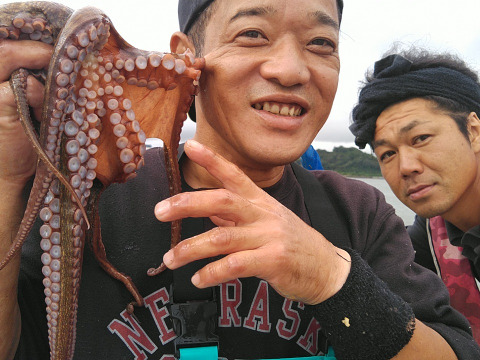 中小サイズで４ｋｇ（約６杯）旨いマダコ タコ 真蛸 宮城県産 活〆発送 まだこ たこ タコ刺し身 刺身 オクトパス タコ焼きにも タコ焼き タコから揚げ 唐揚げ