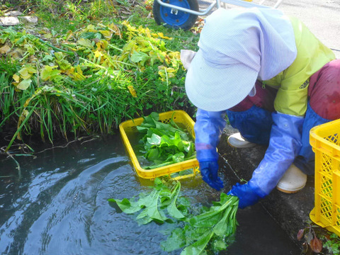 【夏ギフト】ピリッとスッキリ！わさび菜1k！～農薬/化学肥料・不使用