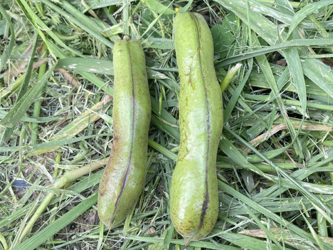 最終【自然栽培・自家採種🍀朝採りそら豆（さや付）】500g 15本前後・青臭くなく大粒で甘〜い！😋