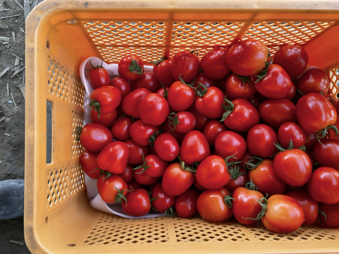 まとめ買いで送料がお得！煮込み料理を格上げ！加熱調理用イタリアントマト「ボンジョールノ」