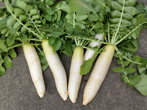 春菊600グラムとミニ大根3キロ（肥料、農薬使わず）