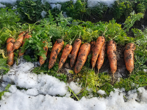 雪の下で育った【有機JAS人参(彩誉)2kg】緑肥と太陽熱を使いフカフカの土を育ています。