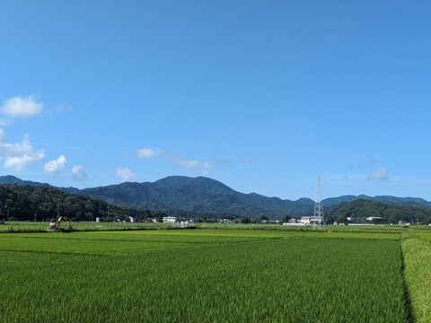 【新米】食べ比べ‼♣️一度食べてみてほしいお米　麻奈為🌾
令和５年度産　京丹後峰山産　特別栽培米コシヒカリ・ミルキークイーン【各玄米3㎏】　(希望者精米無料）