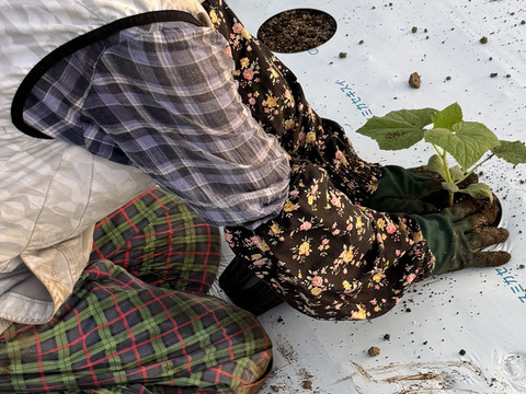 【訳あり】"おいしい水分補給"で熱中症対策『湧水きゅうり』 2kg：約15本