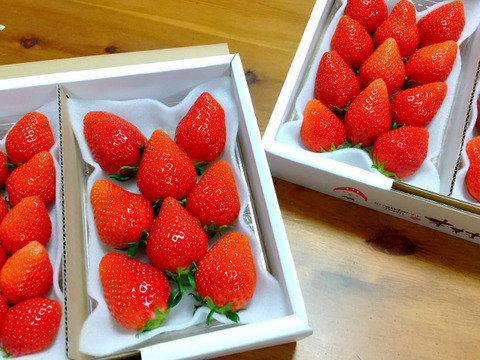 果汁たっぷり❗️【やよいひめ】群馬いちご320g×4p
