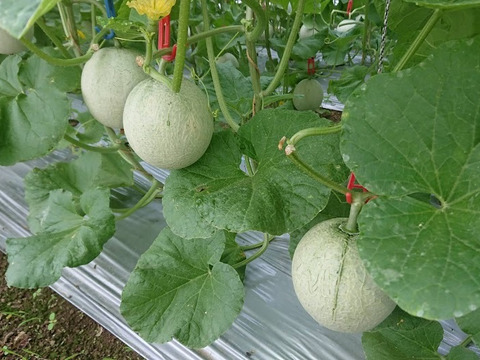 個数限定販売メロン【寺泉アールスメロン】大玉２個