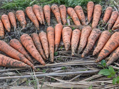 【自然栽培】昔ながらの味、いもり屋の人参(9kg)