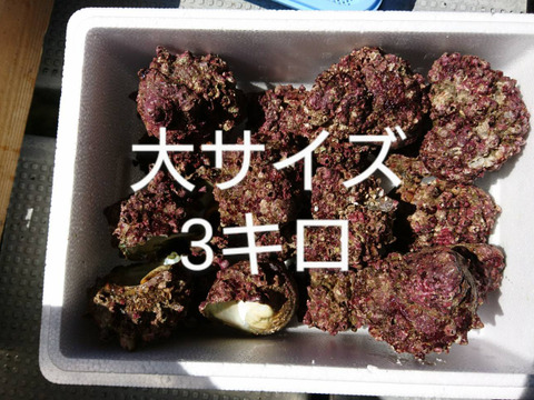 日本海で採れたフジツボだらけのサザエ3キロ (サイズ大)15〜18個