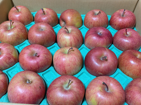 加工用サンふじ5キロ