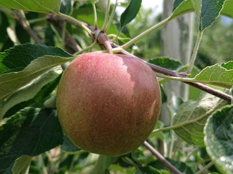 8月収穫りんご！「安曇野産サンつがる約1.5kg」瑞々しい美味しさです。（掲載写真は7/27現在です）