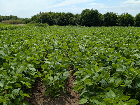 有機青大豆 大袖の舞 4kg  北海道十勝 “豆のまち”本別町 2025年産　オーガニック