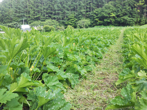 10/20まで！【有機ＪＡＳ】規格外ズッキーニ２ｋｇ農薬・化学肥料不使用 信州産