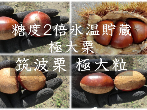 【甘さ２倍の極大粒　筑波栗】氷温貯蔵で甘い筑波栗　１セット限定 農薬不使用栽培　900g