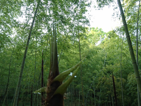 自然栽培】京都 山城のたけのこ（2㎏）：京都府産のその他