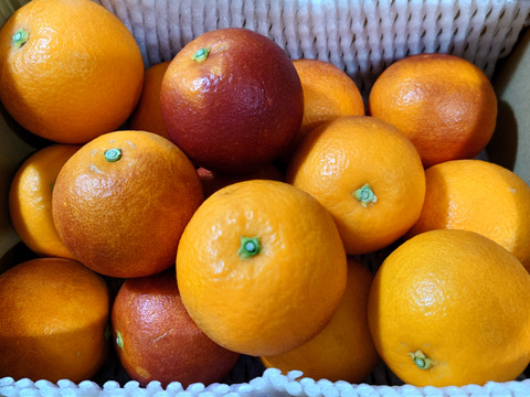 ブラッドオレンジ「モロ」‼　2ｋｇ
順次発送中！！