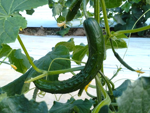 朝採り‼こだわり‼埼玉県産春きゅうり‼訳ありお徳用(約2.5㎏)