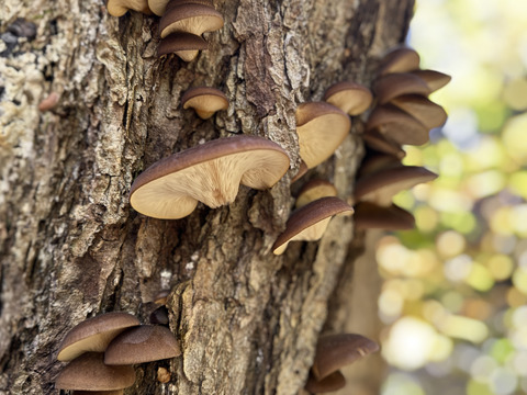 お得！天然なめこ＆天然ムキタケセット１K