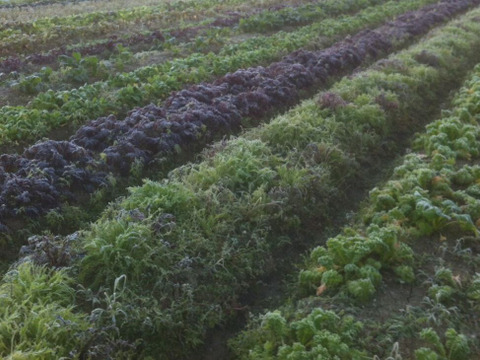 [なゆた農場]スナップエンドウ2品種セット1kg