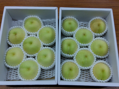 冬に食べられる超希少桃！【冬桃がたり】（家庭用・約1.6kg）