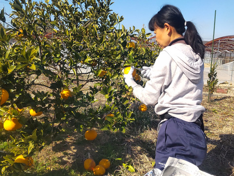 自然栽培甘夏　５ｋｇ
