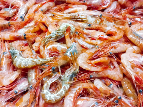 山形県庄内沖　甘エビ　２５０ｇ×２