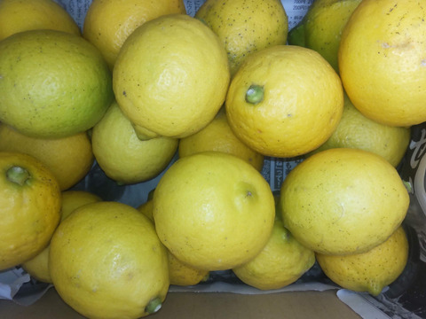 激安広島県産レモン🍋防腐剤不使用　皮ごと使える 訳あり品  10kg