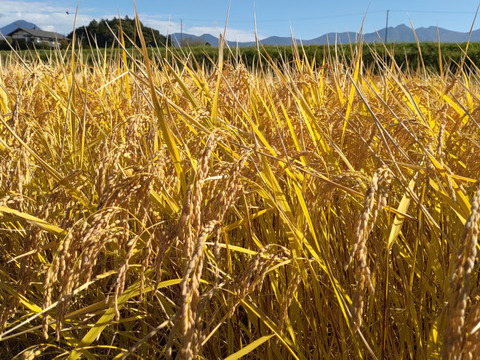[Ｒ4年産]幻のお米 いのちの壱　精米 10㎏　特別栽培米