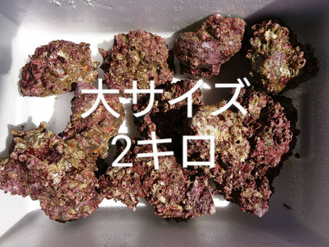 日本海で採れたフジツボだらけのサザエ2キロ (サイズ大、特大)8～12個