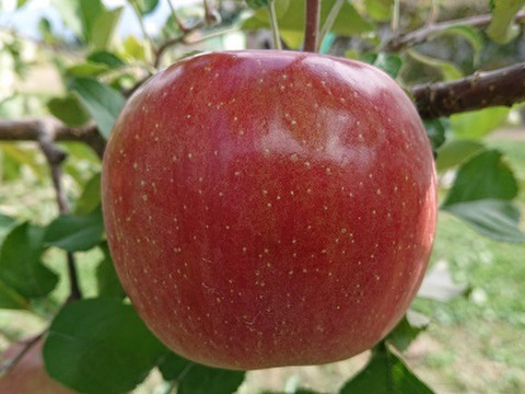 安曇野のりんごで作ったシードル「あずみ野の香甘口750ml」軽やかな飲み心地。雑味無し。よく冷やしてお飲み下さい。