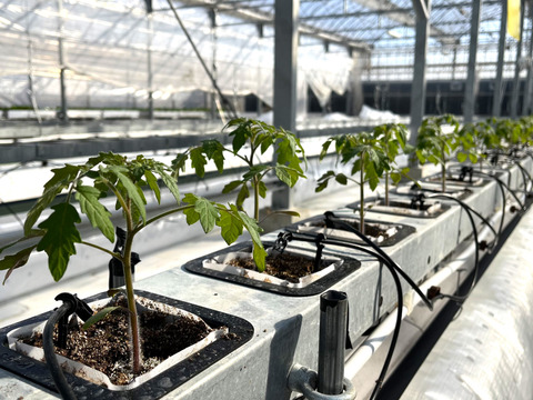 【糖度と旨味を凝縮！】👑こだわり👑アザミュートマト🍅3kg