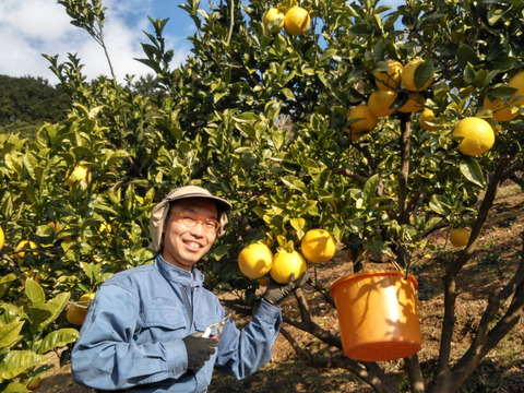 ♨️ゆず湯もいいけど文旦風呂はいかがでしょうか？♨️　超ミニサイズの土佐文旦（150～350g）　マーマレードやピール作りにも使えます✨　4.3kg（15～18個入)